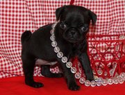 Black Pug Puppy available and ready to go