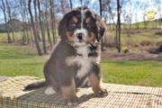 BERNESE MOUNTAIN DOG PUPPY FOR SALE