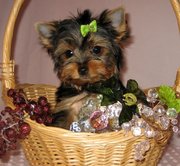 Yorkshire terrier puppies available 