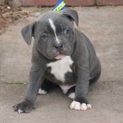 Staffordshire Bull Terrier Dogs for sale